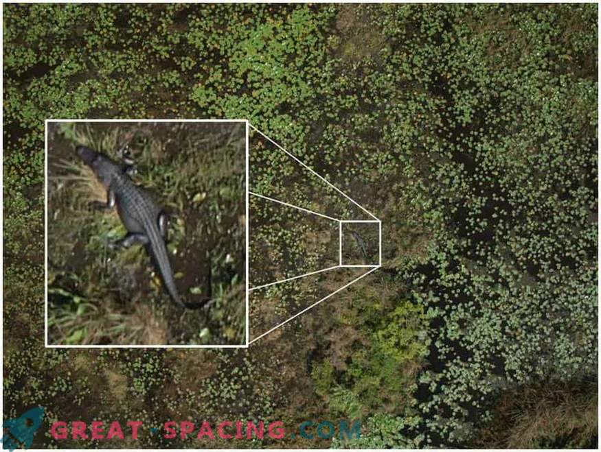 Wie Drohnen helfen, das Geheimnis des Kornkreises zu lüften
