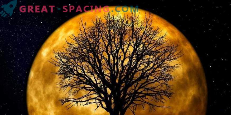 Wusstest du, dass Mondbäume auf der Erde wachsen?